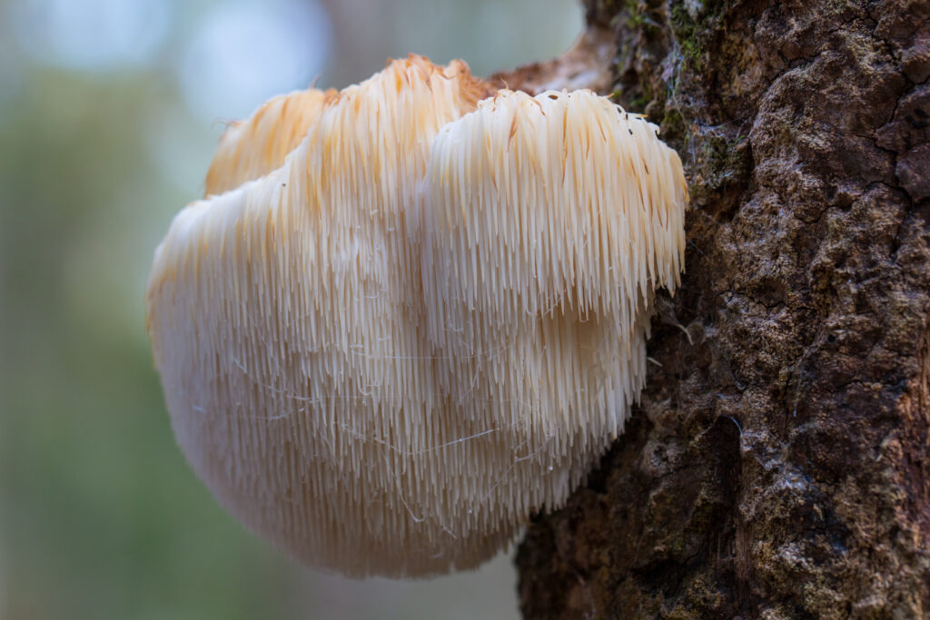 Lion's Mane mushroom